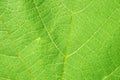 Green leaf texture Royalty Free Stock Photo