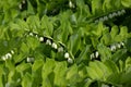 Green leaf texture. Angular Solomons seal, polygonatum in the garden on a summer day on a green background. A perennial plant