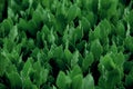 Green leaf texture. Leaf texture background.