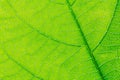 green leaf texture background Royalty Free Stock Photo