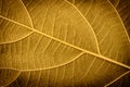 Fresh green leaf texture background