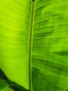 Green Leaf Texture background with light behind