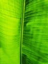 Green Leaf Texture background with light behind