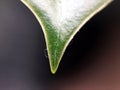 Green leaf texture background with light. Macro photo of fresh leaves. Closeup nature view background. Organic pattern Royalty Free Stock Photo