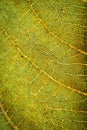 Macro view of green leaf texture and background. Organic and natural pattern. Royalty Free Stock Photo