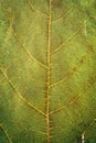 Macro view of green leaf texture and background. Organic and natural pattern. Royalty Free Stock Photo