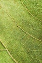 Macro view of green leaf texture and background. Organic and natural pattern. Royalty Free Stock Photo