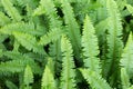Green leaf texture background. Tuber Sword Fern Royalty Free Stock Photo