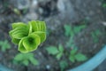 Green leaf texture blur background