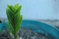 Green leaf texture blur background