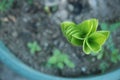 Green leaf texture blur background