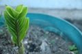 Green leaf texture blur background