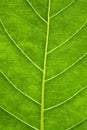 Green leaf texture