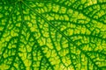 Green leaf texture. Close up Royalty Free Stock Photo