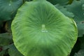 Green leaf texture close up with drop of water Royalty Free Stock Photo