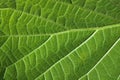 green leaf texture close up, natural background Royalty Free Stock Photo