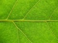 Green leaf texture closeup background Royalty Free Stock Photo