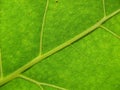 Green leaf texture closeup background Royalty Free Stock Photo