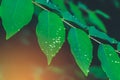 Green leaf texture with drop of dew in morning. Nature background. Royalty Free Stock Photo