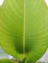 Green leaf texture and leaf fiber, Wallpaper with green leaf details Royalty Free Stock Photo