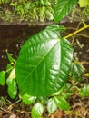 green leaf texture that grows naturally and lushly in a village on the Indonesian island of Borneo Kalimantan 3