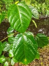 green leaf texture that grows naturally and lushly in a village on the Indonesian island of Borneo Kalimantan 4