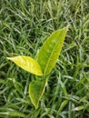 green leaf texture that grows naturally and lushly in a village on the Indonesian island of Borneo Kalimantan 15