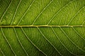 Green guava leaf texture