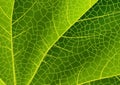 Green leaf texture Royalty Free Stock Photo