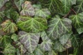 Green leaf texture. Ivy