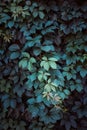 Green leaf texture. Leaf texture background. The natural texture of the Grass. Autumn foliage. Wild grapes.