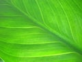 Green leaf texture macro Royalty Free Stock Photo