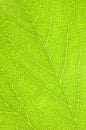 Green Leaf Texture Macro Background