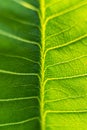 Green leaf texture macro close up showing veins with glowing light Royalty Free Stock Photo