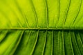 Green leaf texture macro close up showing veins with glowing light Royalty Free Stock Photo