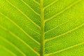 Green leaf texture macro close up showing veins with glowing light Royalty Free Stock Photo