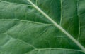 green leaf texture macro shot Royalty Free Stock Photo