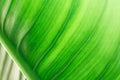 Green leaf texture with nature background. Abstract leaves surface of natural concept Royalty Free Stock Photo