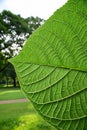 Green leaf texture with nature background Royalty Free Stock Photo