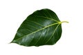 Green leaf texture, nature background Royalty Free Stock Photo