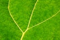 Green leaf texture plant veins details Royalty Free Stock Photo