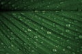 Green leaf texture  after  rain  ,Rain drop on green leaf fresh nature  background Royalty Free Stock Photo