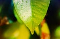 Green leaf texture at surise spring nature wallpaper background