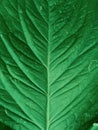Green leaf texture. Green leaf vein closeup view Royalty Free Stock Photo