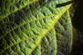 Green leaf texture of veined plant under bright sun