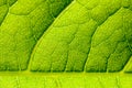 Green Leaf Texture With Visible Stomata Covering The Epidermis Layer