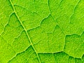 Green Leaf Texture With Visible Stomata Covering The Epidermis Layer