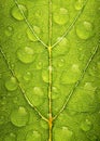 Green leaf texture with water droplet Royalty Free Stock Photo