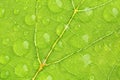 Green leaf texture with water droplet Royalty Free Stock Photo