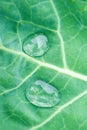 Green leaf texture with water drops Royalty Free Stock Photo